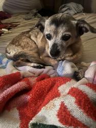 Lost Female Dog last seen Juarez st, Irwindale, CA 91706