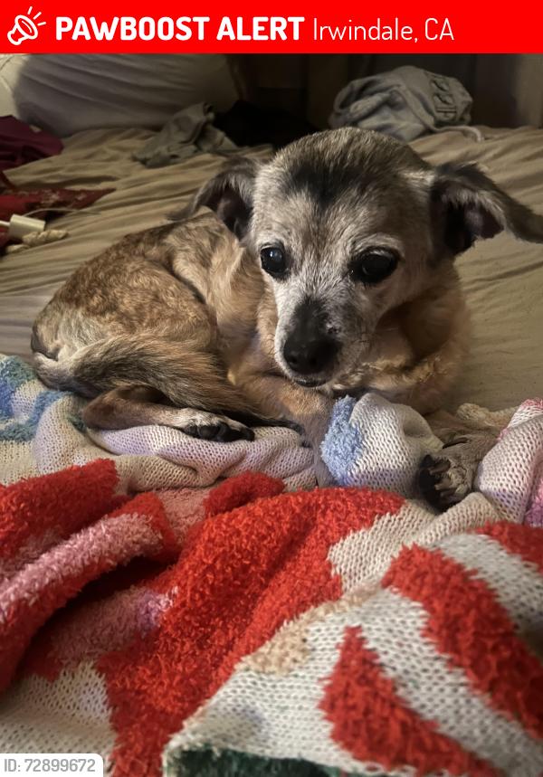 Lost Female Dog last seen Juarez st, Irwindale, CA 91706
