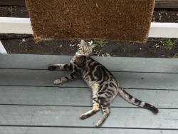 Lost Male Cat last seen 38th and Shafter, Oakland, CA 94609