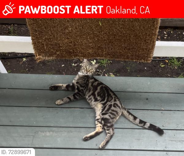 Lost Male Cat last seen 38th and Shafter, Oakland, CA 94609