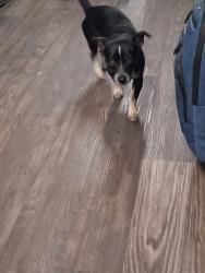 Lost Male Dog last seen Gun club  rd, Albuquerque, NM 87105