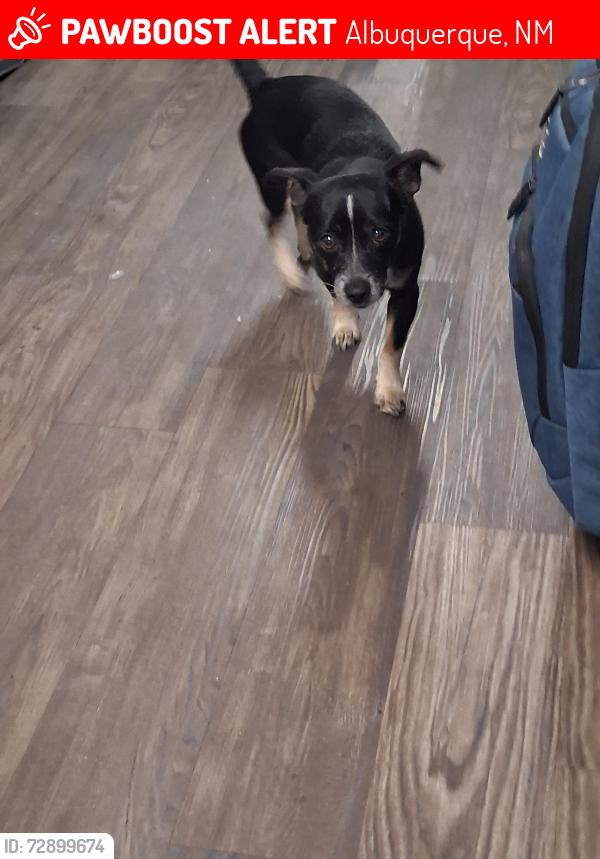 Lost Male Dog last seen Gun club  rd, Albuquerque, NM 87105