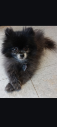 Reunited Female Dog last seen loop 299 near 43rd  At Home store, Lubbock, TX 79407