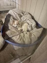 Found/Stray Unknown Dog last seen Explorer Drive, Sacramento, Ca, Usa, Rancho Cordova, CA 95827