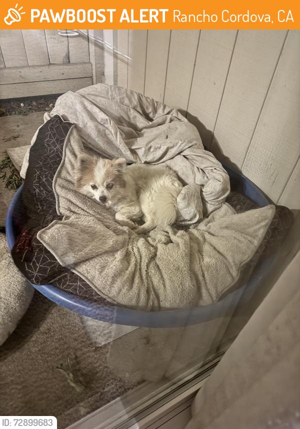 Found/Stray Unknown Dog last seen Explorer Drive, Sacramento, Ca, Usa, Rancho Cordova, CA 95827