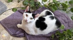 Reunited Male Cat last seen near lake street and parker place apmts, Wallingford, CT 06492