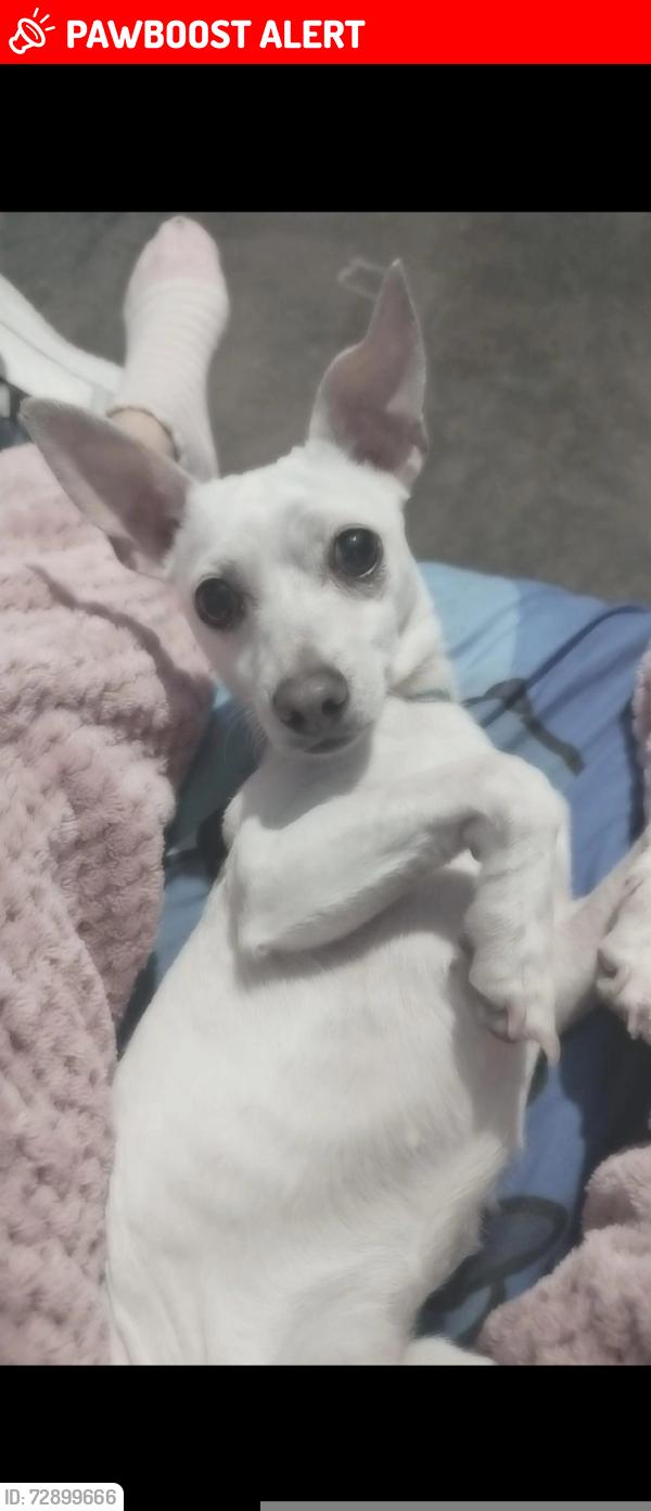Lost Female Dog last seen La .Av de San Agustín y calle San Isidro , Naucalpan de Juárez, Méx. 