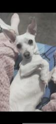 Lost Female Dog last seen La .Av de San Agustín y calle San Isidro , Naucalpan de Juárez, Méx. 
