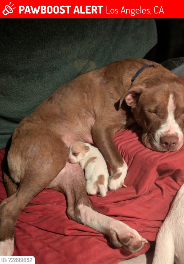 Lost Female Dog last seen Brodway , Los Angeles, CA 90061