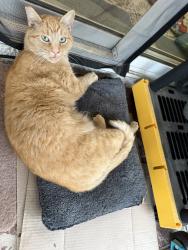 Lost Male Cat last seen Salem and Scfipps, Claremont, CA 91711
