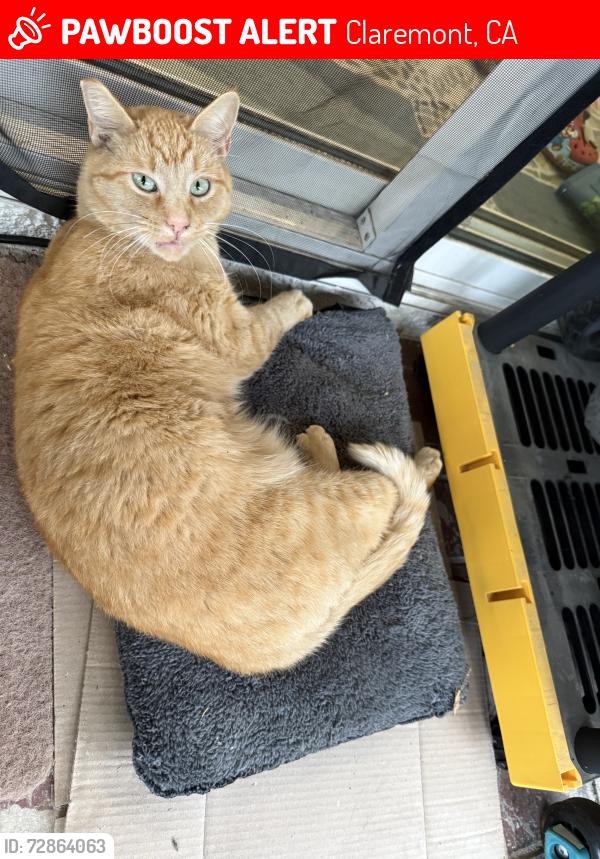 Lost Male Cat last seen Salem and Scfipps, Claremont, CA 91711