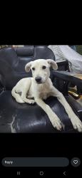 Lost Male Dog last seen Guadalajara , Guadalajara, Jal. 45500