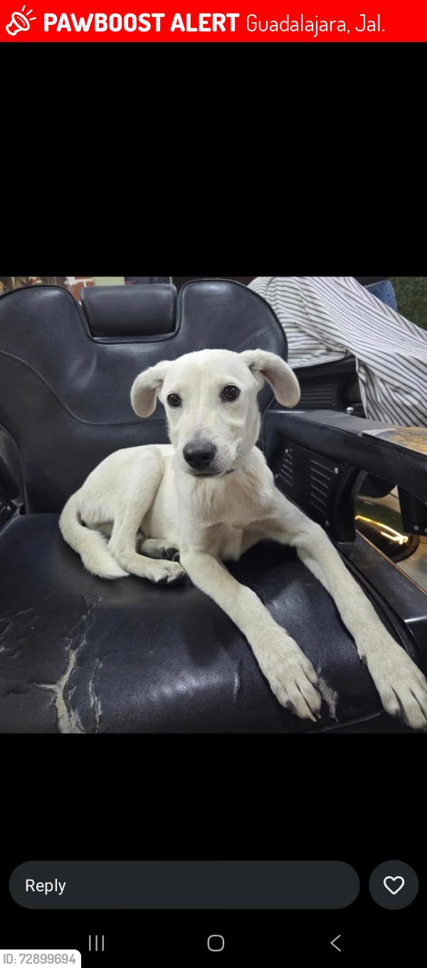 Lost Male Dog last seen Guadalajara , Guadalajara, Jal. 45500