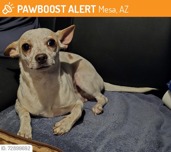 Found/Stray Male Dog last seen Extension Rd and Main St, Mesa, AZ 85201