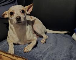 Found/Stray Male Dog last seen Extension Rd and Main St, Mesa, AZ 85201