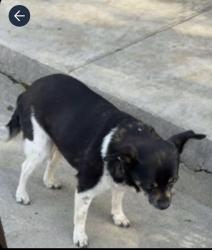 Reunited Female Dog last seen Alcott Elementary , Riverside, CA 92506
