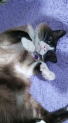 Lost Male Cat last seen Rua Carlos Faria , Jardim Raposo Tavares, SP 05563-110
