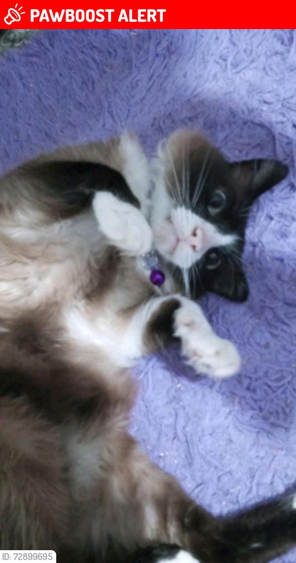 Lost Male Cat last seen Rua Carlos Faria , Jardim Raposo Tavares, SP 05563-110