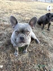 Lost Female Dog last seen Bunch Park , Opa-locka, FL 33054
