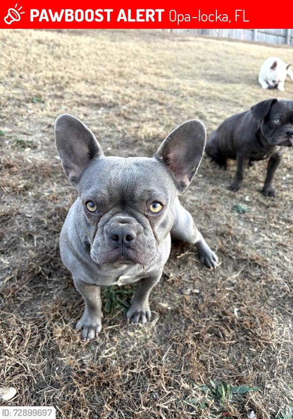Lost Female Dog last seen Bunch Park , Opa-locka, FL 33054