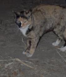 Found/Stray Unknown Cat last seen Rees St & California Ave, Riverside, CA 92504