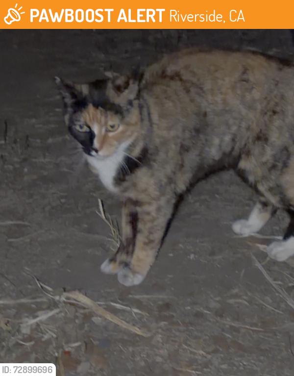 Found/Stray Unknown Cat last seen Rees St & California Ave, Riverside, CA 92504