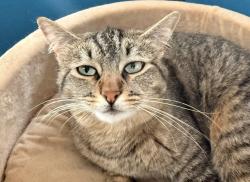 Lost Female Cat last seen Miramonte and Starr way, Mountain View, CA 94040