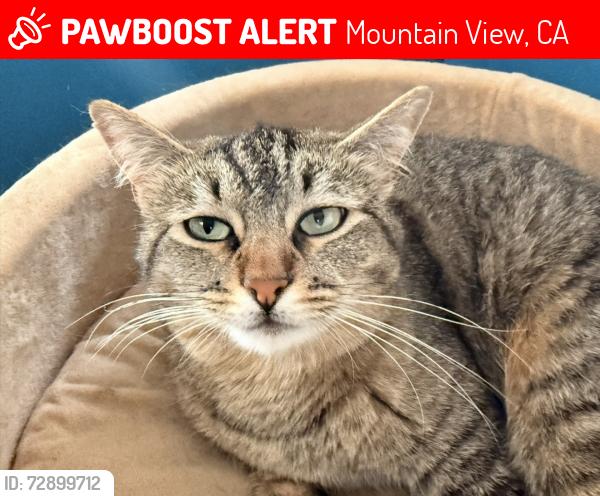 Lost Female Cat last seen Miramonte and Starr way, Mountain View, CA 94040