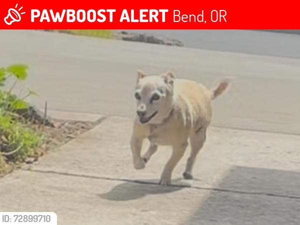 Lost Female Dog last seen River Canyon ests, Southwest Bend, Bend, OR 97702