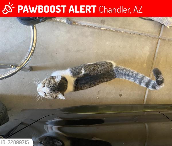 Lost Female Cat last seen Lindsay and riggs, Chandler, AZ 85249