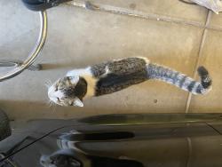 Lost Female Cat last seen Lindsay and riggs, Chandler, AZ 85249