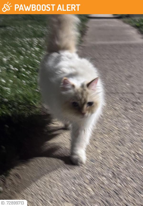 Found/Stray Female Cat last seen Tillman drive, Bensalem Township, PA 19020