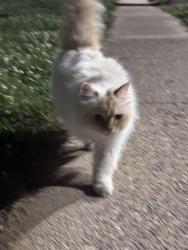 Found/Stray Female Cat last seen Tillman drive, Bensalem Township, PA 19020