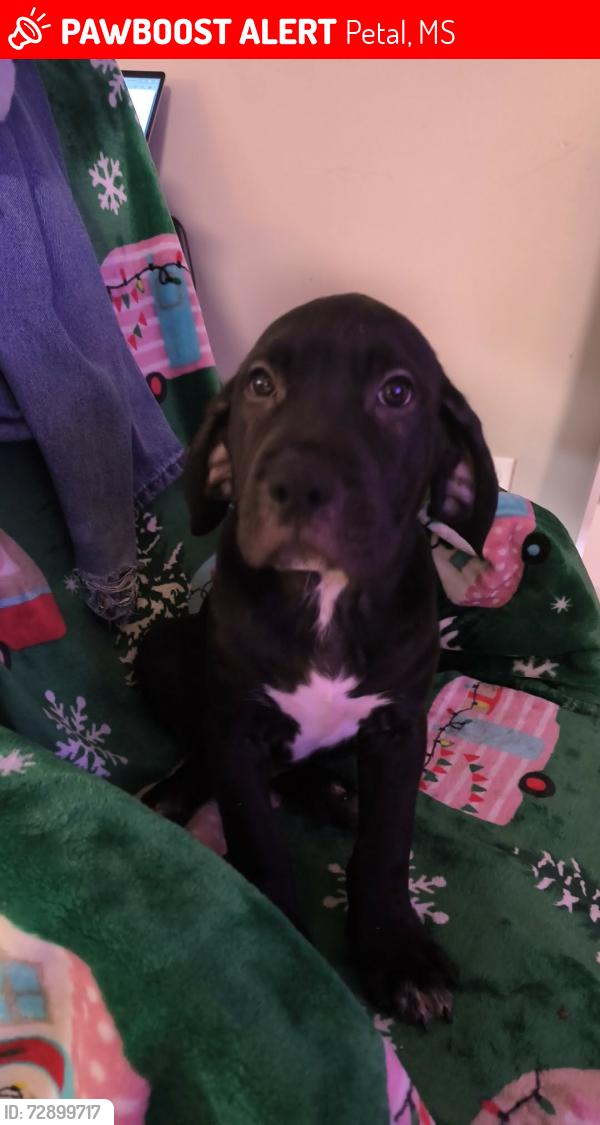 Lost Male Dog last seen Pumping Station Rd , Petal, MS 39465