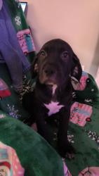 Lost Male Dog last seen Pumping Station Rd , Petal, MS 39465