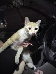 Found/Stray Female Cat last seen Drachmann and oracle rd, Tucson, AZ 85705