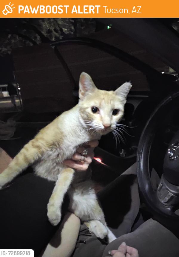 Found/Stray Female Cat last seen Drachmann and oracle rd, Tucson, AZ 85705