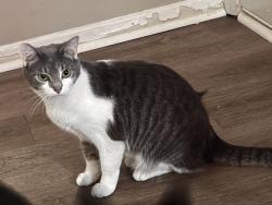 Lost Female Cat last seen Near oaklawn drive anderson in 46013, Anderson, IN 46013
