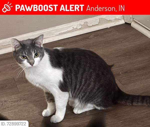 Lost Female Cat last seen Near oaklawn drive anderson in 46013, Anderson, IN 46013