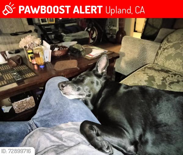 Lost Female Dog last seen Arrow highway and the bike trail, Upland, CA 91786