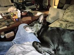 Lost Female Dog last seen Arrow highway and the bike trail, Upland, CA 91786