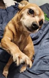Lost Male Dog last seen Holt and Hamilton , Pomona, CA 91768
