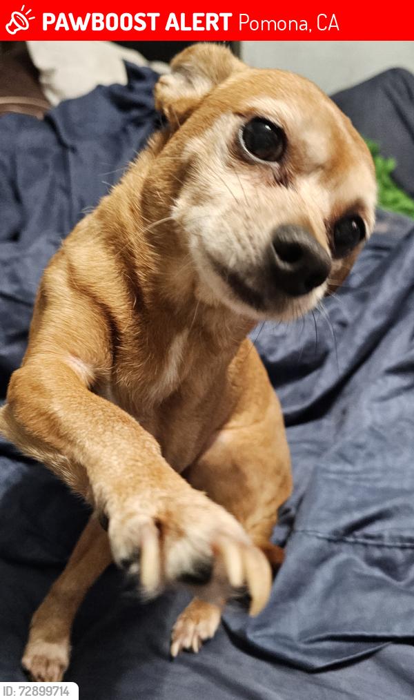 Lost Male Dog last seen Holt and Hamilton , Pomona, CA 91768