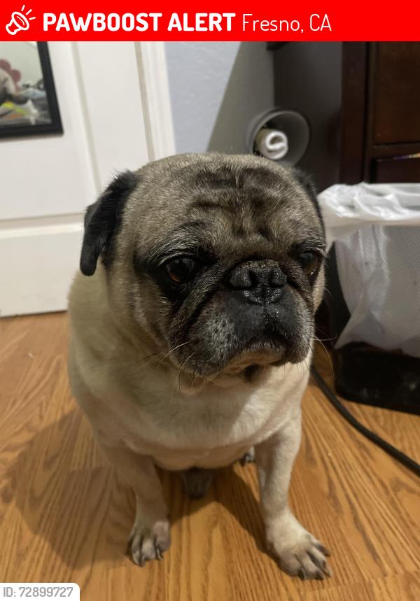 Lost Male Dog last seen Hughes and Shields, Fresno, CA 93705