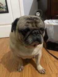 Lost Male Dog last seen Hughes and Shields, Fresno, CA 93705