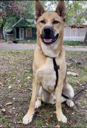 Lost Male Dog last seen Near Scenic Dr & Highway 64 Rockbridge VA, Lexington, VA 24450