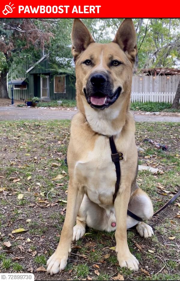 Lost Male Dog last seen Near Scenic Dr & Highway 64 Rockbridge VA, Lexington, VA 24450