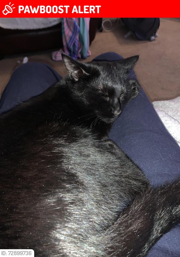 Lost Male Cat last seen Lyndale Avenue, Bristol City, England BS9 1BU