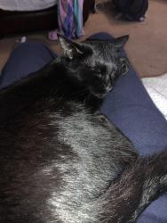 Lost Male Cat last seen Lyndale Avenue , Bristol City, England BS9 1BU