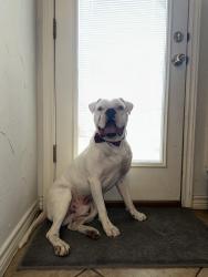 Lost Male Dog last seen Terrace Glen Dr, Arlington, TX 76018
